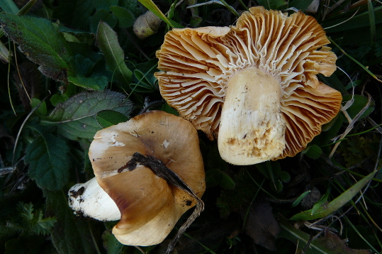 Camarophyllus pratensis
